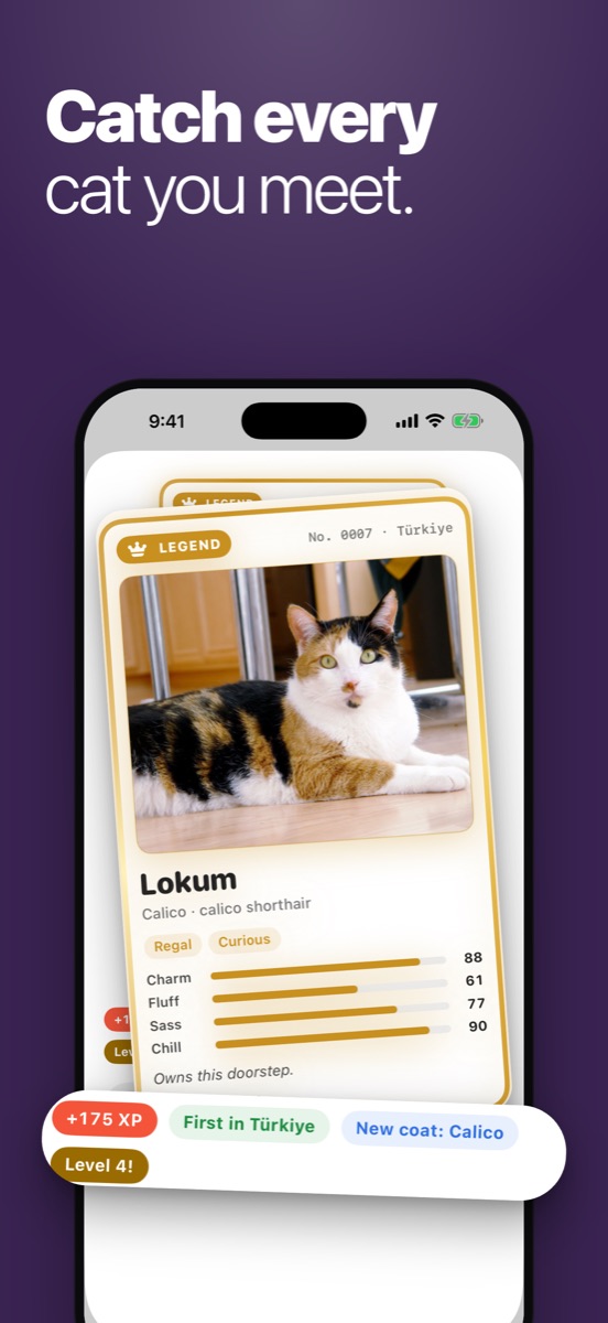 Catch every cat you meet